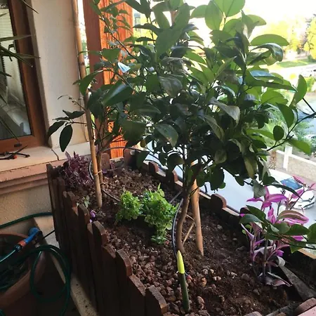 Privatunterkunft Orange Garden *